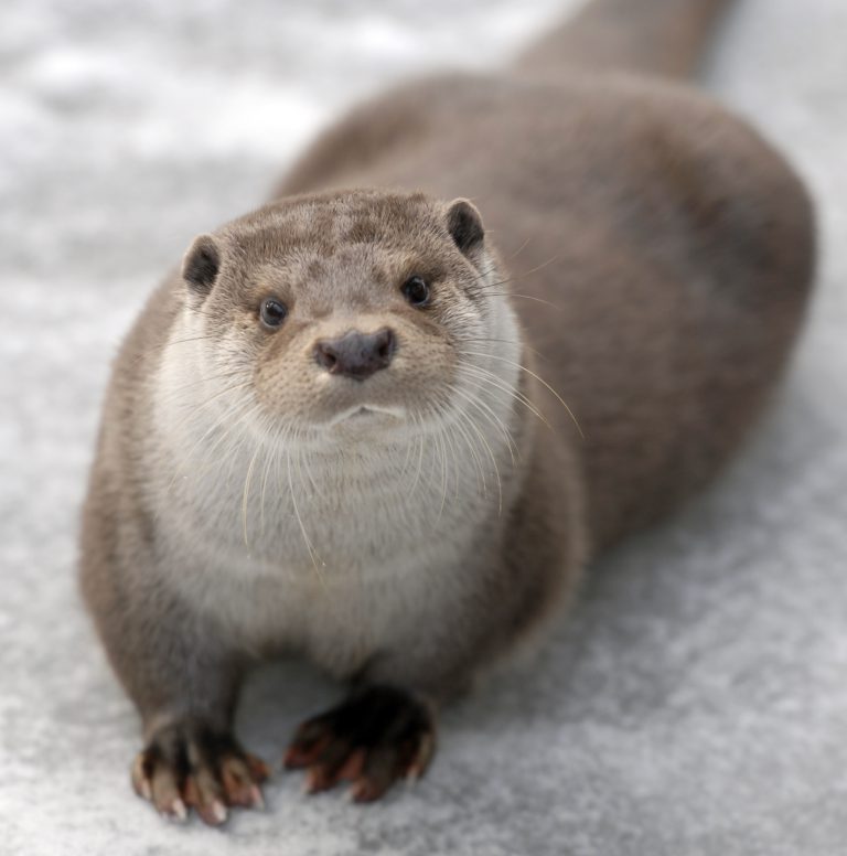 Otter Yourek’s unglaubliche Rückkehr